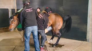 Horse Ejaculation Porn - Mxtube.net :: horse ejaculation Mp4 3GP Video & Mp3 Download unlimited  Videos Download