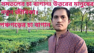 সমতলের চা বাগান || পঞ্চগড় || Tea Garden of Panchagarh || Panchagarh District || Abdul Mottaleb ||