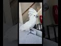 Parrots that act like crazy every day. Cute parrots. Funny parrots.