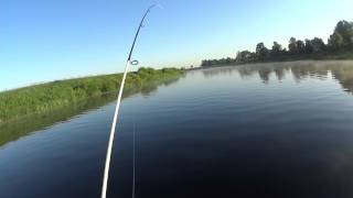 Perch Hunting in Lielupe- part 2 (28.06.2014.)