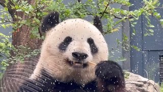 今日はシャオくんとレイちゃんお誕生日だよー🐼🐼ありがとうシンシンママ🐼🩷　ueno zoo panda