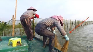 阿渔妹迎来好收获，这一网差点提不动，还抓咸水大闸蟹，太罕见了【阿渔妹】