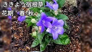 @種まきしたブルーガーデン咲いた花　咲かせられなかった間引き苗　　　　　　栄養系コリウス植えから　　1ヶ月経ちました