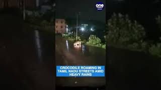 Cyclone Michaung: Reptile (Crocodile) Spotted in Heavy Chennai Rains, Raises Concerns #shorts