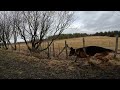 german shepherd on walk. eros på tur.23.02.2025. still you tubes most boring video part 1