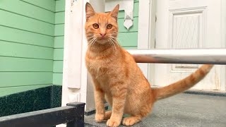 Timid street cat with almond eyes