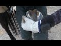 削蹄　馬のつめ切り　hoof cutting 〜装蹄師　japanese farrier〜