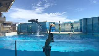 えのすい　イルカショー　イルカショーきずな　ルイやる気ないです。　新江ノ島水族館　20210629 13:00