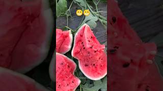 তরমুজের ফসল 😍 #shorts #shortfeed #watermelon #তরমুজ