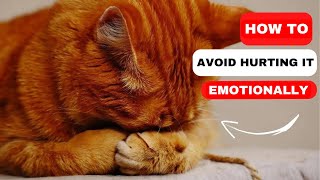 10 Things That Emotionally Hurt Your Cat