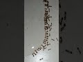 a group of ants drink water