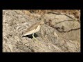 indian pond heron ayn razat oman 10 1 25