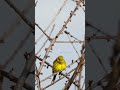 yellowhammer bird in europe yellowhammer bird europe beautiful colorful nature cute ha42212