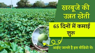 खरबूजे की उन्नत खेती कैसे करे। Muskmelon Farming | Growit Mulch |