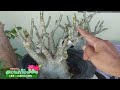 วิธีเสียบยอดชวนชม บนตออาราบิคั่ม how to graft adenium