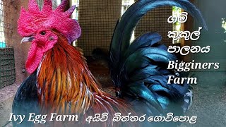 Bigginers Egg Farm- මගේ පුංචි කුකුල් කොටුව #farm #viral #poultry #chicken#rooster#egg