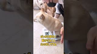 白柴さんの体重測定タイム #dogtraining #dogshorts #柴犬