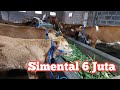 Review Harga Sapi Mulai 6 juta dapet Simental Marlboro