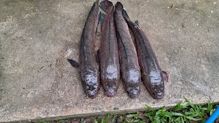 กู้ลอบดักปลาช่อน snakehead fish trap6 ธันวาคม ค.ศ. 2022