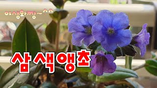 삼색앵초/베란다정원 야생화키우기/봄꽃/야생화/야생화짱 2020.2.28