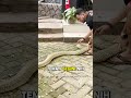 panji di serang king cobra widi karena ini