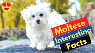 11 Interesting Facts About the Maltese [#6 is Shocking]