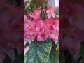 Çilli begonya çiçek çiçeklerim begonia begonias çiçekbakımı flors flores ورد flowers