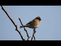 common chaffinch buchfink fringilla coelebs singing