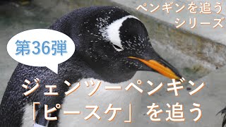 ジェンツーペンギン「ピースケ」を追う