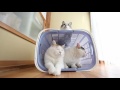 洗濯かごの中の猫　laundry basket and cat