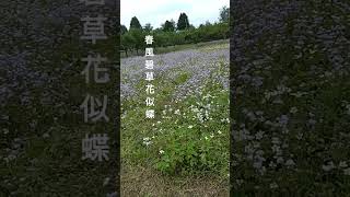 遍野紫花藿香薊