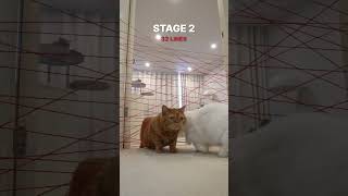 Cats vs 32 Red Barriers