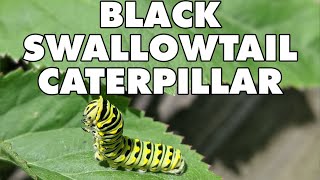 Meet The Black Swallowtail Caterpillar