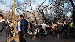 東京お花見散歩　満開　井の頭公園の桜　2018.3.25  Sakura