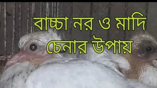 কবুতরের বাচ্চা নর ও মাদি চেনার সহজ উপায়/kabutar baby/kobutor baby/pigeon baby