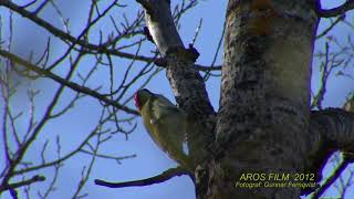 GRÖNGÖLING  European Green Woodpecker  (Picus viridis)  Klipp - 2542