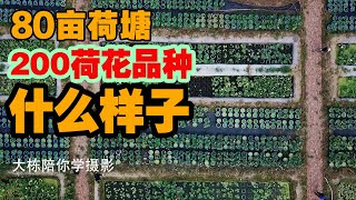 200荷花品种，80亩荷塘是什么样子，大栋陪你去赏荷花