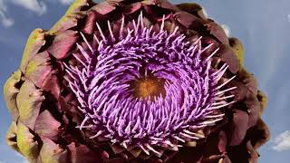 Artichoke flower opening with cloudy sky background. Cynara 4K #artichoke#flowertimelapse