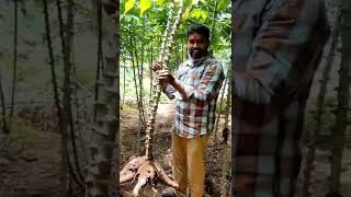 Organic tapioca /Maravalli kilangu / city round up