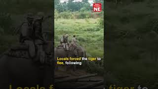 Tiger roams freely in Assam's Kaliabor, kills goat in tea plantation