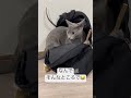 そんなところで何してるの😂 猫 cat ロシアンブルー 猫のいる暮らし 猫のいる生活