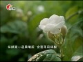 光泉茉莉茶園 這蝦蜜 陳奕安