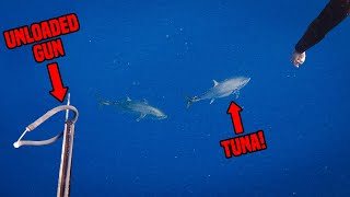 Chasing Southern Bluefin Tuna Spearfishing!