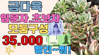 (3월29일)🪴입문자.초보자분 모둠구성!아이들 다 좋아요!!🤗