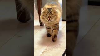 Cute Cat Walking in Reverse 😲 Funny  Mysterious Cat Behavior Explained