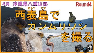 4月　西表島でカンムリワシを撮る　ムラサキサギ　シロハラクイナ　野鳥撮影　OM-1　P1000