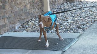 3-legged dog gets 2nd chance at life thanks to FDA approved cancer treatment