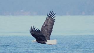 Bald Eagle Scatters HUGE Flock of Geese! #eagle #geese #birds #birdlover #wildlife