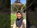 Rumah Pohon #minivlog #adayinmylife #masak #bolang