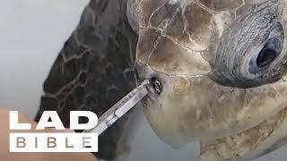 Trash Isles: Turtle Gets Plastic Straw Removed From Its Nose By Rescuers